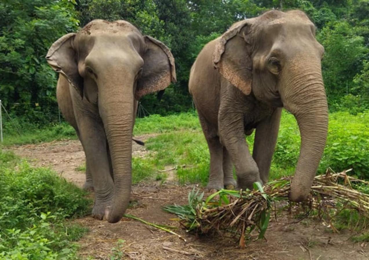 Tiger Tops Tharu Lodge Chitwan Bagian luar foto