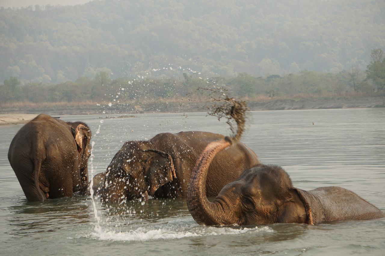 Tiger Tops Tharu Lodge Chitwan Bagian luar foto