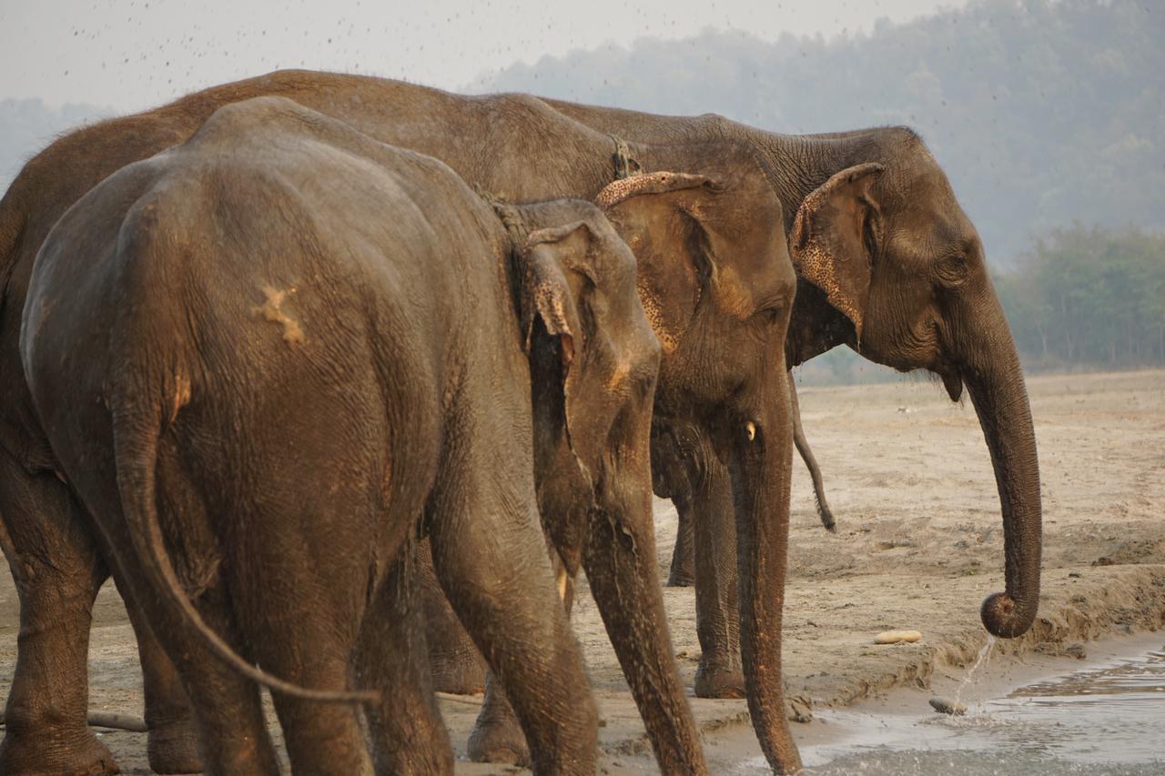 Tiger Tops Tharu Lodge Chitwan Bagian luar foto