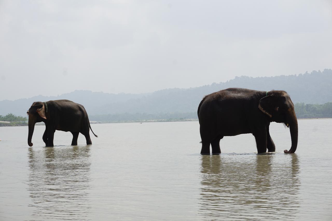 Tiger Tops Tharu Lodge Chitwan Bagian luar foto