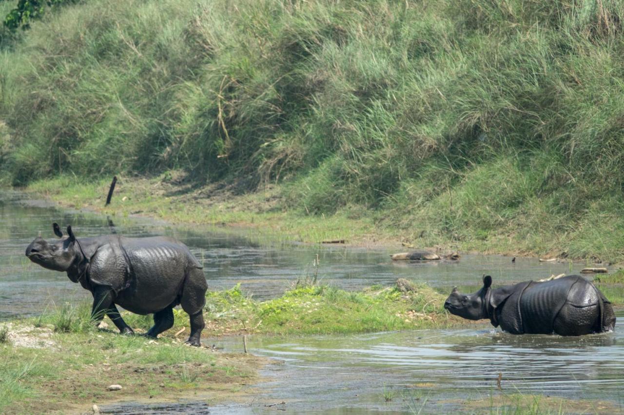 Tiger Tops Tharu Lodge Chitwan Bagian luar foto