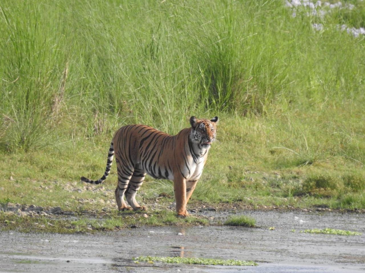 Tiger Tops Tharu Lodge Chitwan Bagian luar foto