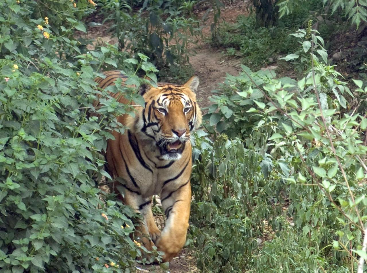 Tiger Tops Tharu Lodge Chitwan Bagian luar foto