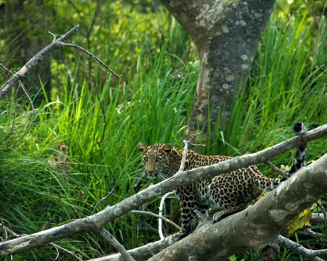 Tiger Tops Tharu Lodge Chitwan Bagian luar foto